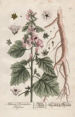 Althaea Bismalva Ibiscus - Eibisch Kraut -  Arznei-Eibisch marsh mallow Pflanze plant Botanik botanical botany