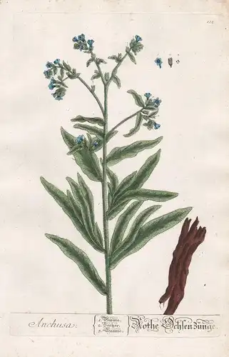 Anchusa - Rothe Ochsenzunge -  Ochsenzunge bugloss alkanet Pflanze plant Botanik botanical botany Kräuter herb