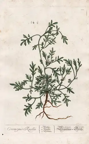 Coronopus Ruellii - Scheins-Drek -  Lepidium coronopus swine cress Krähenfuß Warzen-Krähenfuß Pflanze plant Bo