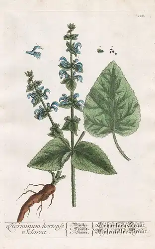 Horminum hortense Sclarea - Scharlach Kraut -  Drachenmaul dragonmouth Pflanze plant Botanik botanical botany