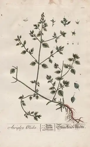Atriplex Olida - Stinckende Melte -  Melden Atriplex saltbush orache Melde Pflanze plant Botanik botanical bot
