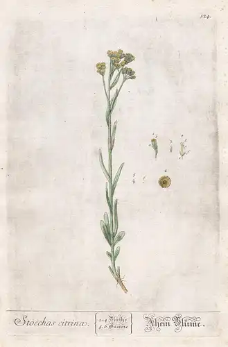Stoechas citrina - Rhein Blume - Helichrysum stoechas Strohblume strawflower Pflanze plant Botanik botanical b