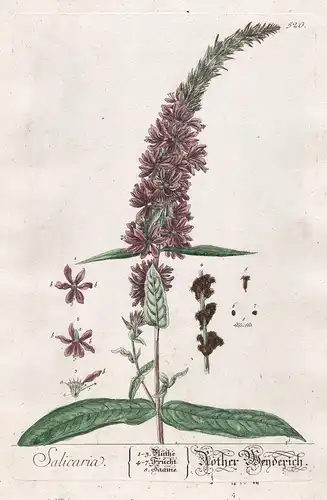 Salicaria - Rother Weyderich - Blutweiderich Weiderich Lythrum salicaria purple loosestrife Pflanze plant Bota