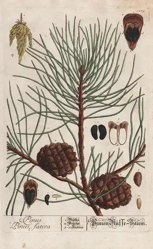 Pinus Sativa  - Pinien Nüsse-Baum - Kiefer pine Nüsse Nuss nut Waldkiefer Föhre Nadelbaum Baum tree botanical