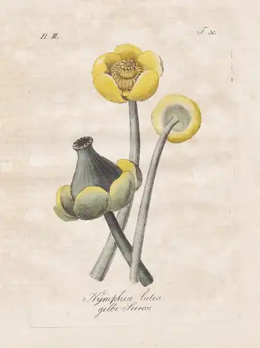Nymphaea lutea / gelbe Seerose - yellow waterlily Gelbe Teichrose flowers Blumen flower Blume Botanik botany b