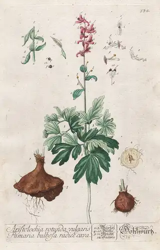Aristolochia rotunda vulgaris - Dohlwurz - Schmierkraut smearwort Pflanze plant Botanik botanical botany Kräut