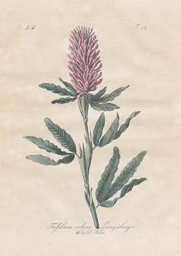 Trifolium rubens / Langähriger Wald-Klee - Purpur-Klee Clover Botanik botany botanical