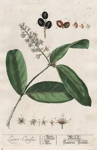 Lauro-Cerasus - Kirsche Laurus Baum - Prunus laurocerasus Lorbeerkirsche laurel Lorbeer-Kirsche Kirschlorbeer