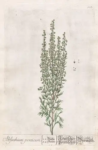 Absinthium ponticum - Römischer Wermuth - Artemisia Wermut Wermutkraut wormwood Pflanze plant Botanik botanica