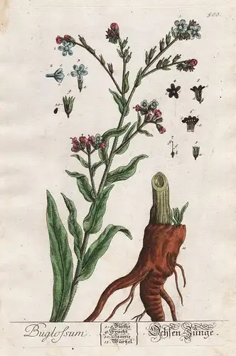 Buglossum - Ochsen Zunge - Ochsenzunge Anchusa Pflanze plant Botanik botanical botany Kräuter herbs flower flo