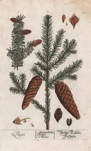 Picea - Rothe Tanne / Fichten - Piceoideae Fichte spruce Zapfen cones Nadelbaum Baum tree Pflanze plant botani