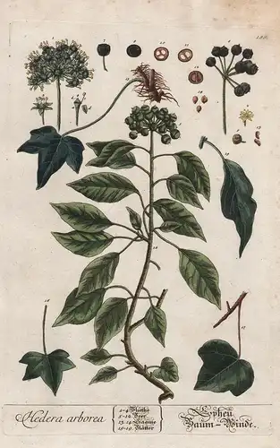 Hedera arborea - Epheu Baum Winde - Efeu ivy Baumwinde Pflanze plant botanical botany Kräuter herbs flower flo