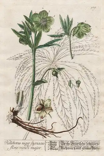 Helleborus niger Styriacus flore viridi major - Große Steyrische Schwarze Nießwurz mit grüner Blüthe - Schneer