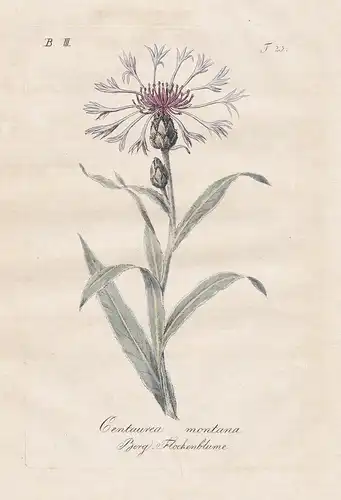 Centaurea montana / Berg-Flockenblume - small pasque flower Wiesen-Kuhschelle flowers Blumen flower Blume Bota