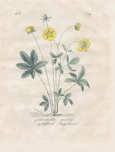 Potentilla Aurea / goldfarb. Fingerkraut - Gold-Fingerkraut Dwarf Yellow Cinquefoil flowers Blumen flower Blum