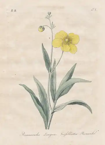 Ranunculus Lingua / Grossblätter: Ranunkel - greater spearwort Zungen-Hahnenfuß flowers Blumen flower Blume Bo