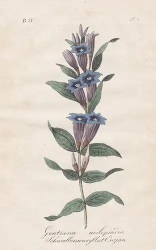 Gentiana asclepiadea / Schwalbenwurzblaet. Enzian - willow gentian Schwalbenwurz-Enzian flowers Blumen flower