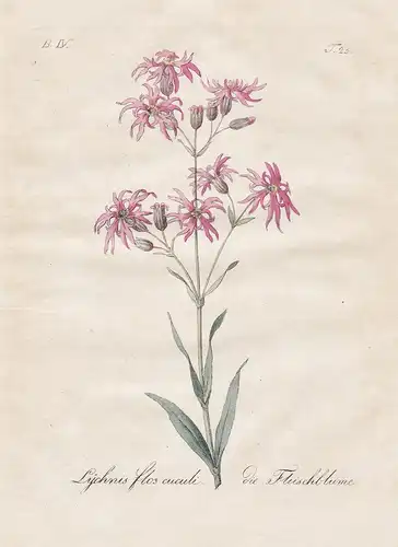 Lychnis flos cuculi / die Fleischblume - ragged-robin Kuckucks-Lichtnelke flowers Blumen flower Blume Botanik
