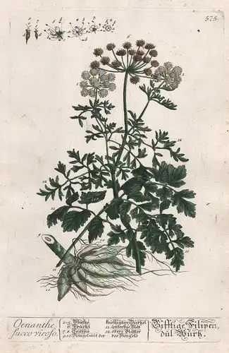 Oenanthe succo viroso - Wassertropfenkraut water dropworts Wasserpetersilie Pflanze plant botanical botany Krä