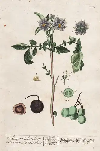 Solanum tuberosum, Tuberibus nigricantibus - Schwarzer Erd Aepffel - Kartoffel potato Erdapfel Erdbirne Kräute