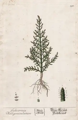 Salicornia Kaligeniculatum - Glas Kraut Falzkraut - Queller Salicornia picklegrass Pflanze plant botanical bot