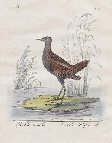 Rallus pusillus / Die kleine Wasserralle - Baillon's Crake Zwergsumpfhuhn Vögel Vogel bird birds oiseaux Ornit