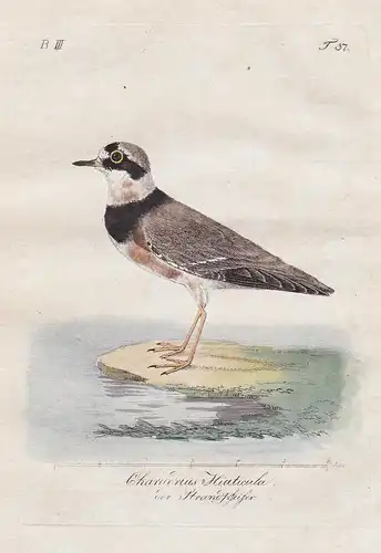 Charadrius Hiaticula / Der Strandpfeifer - Sandregenpfeifer ringed plover Vögel Vogel bird birds oiseaux Ornit