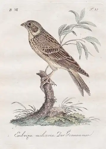 Emberiza miliaria / Der Grauammer - Corn bunting Grauammer Vögel Vogel bird birds oiseaux Ornithology Ornithol