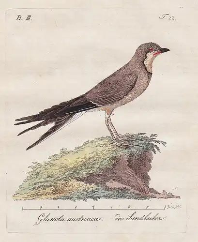 Glareola austriaca / Das Sandhuhn - Pratincole greywaders Brachschwalben Vögel Vogel bird birds oiseaux Ornith