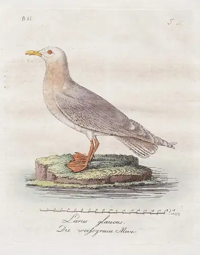 Larus glaucus / Die weissgraue Meve - Glaucous gull Eismöwe Vögel Vogel bird birds oiseaux Ornithology Ornitho