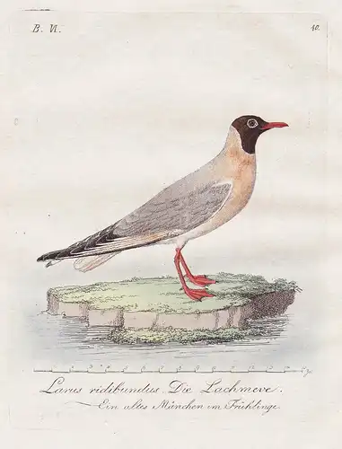 Larus ridibundus / Die Lachmeve. Ein altes Mänchen im Frühlinge - Black-headed gull Lachmöwe Vögel Vogel bird