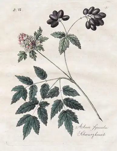 Actaea Spicata / Schwarzkraut - baneberry Ähriges Christophskraut Botanik botany botanical
