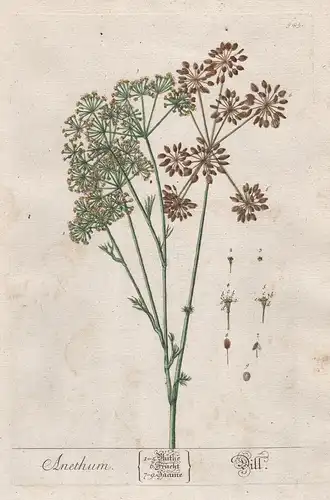Anethum - Dill - Gurkenkraut Dillkraut Pflanze plant botanical botany Kräuterbuch räuter herbal Herbarium