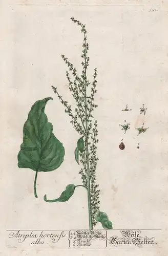 Atriplex hortensis alba - Weise Garten Melden - Gartenmelde Melde orache Pflanze plant botanical botany Kräute