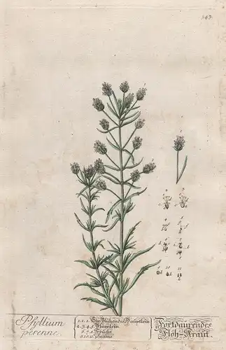 Psyllium perenne - Fortdaurendes Floh-Kraut - ispaghula Flohsamenschalen Flohsamen Pflanze plant botanical bot