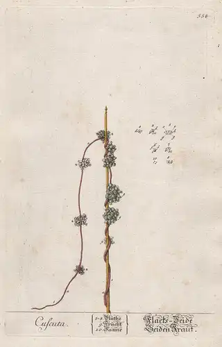 Cuscuta - Flachs Seide / Seiden Kraut - Seide Teufelszwirn dodder Pflanze plant botanical botany Kräuterbuch r