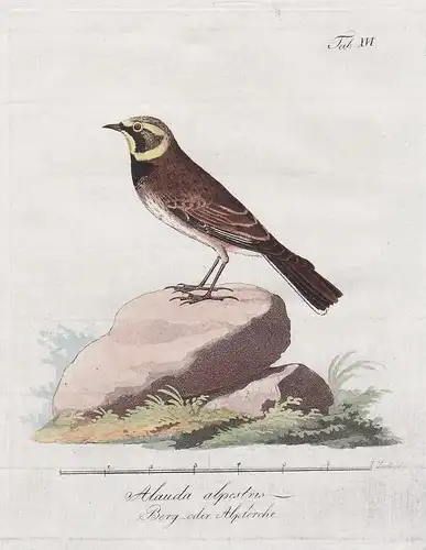 Alauda alpestris / Berg- oder Alplerche - Horned lark Ohrenlerche Vögel Vogel bird birds oiseaux Ornithology O