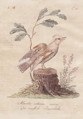Alauda arborea varia / Die weissliche Baumlerche - Woodlark Heidelerche Vögel Vogel bird birds oiseaux Ornitho