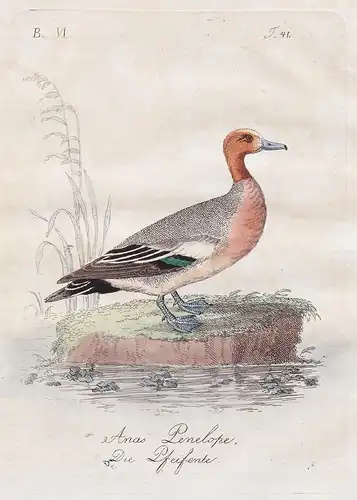 Anas Penelope. / Die Pfeifente - wigeon Pfeifente duck Enten ducks Vögel Vogel bird birds oiseaux Ornithology