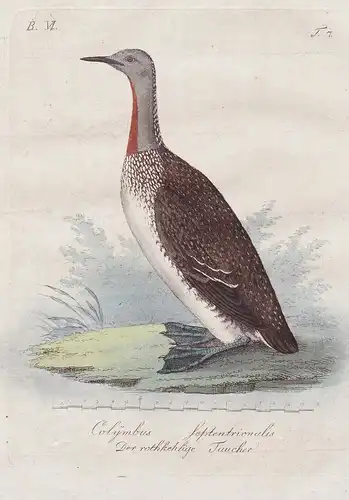 Colymbus septentrionalis / Der rothkehlige Taucher - Red-throated loon Sterntaucher Vögel Vogel bird birds ois