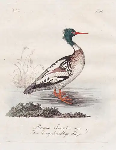 Mergus Serrator. mas. / Der langschnäblige Säger - Mittelsäger Red-breasted merganser duck Ente ducks Enten Vö