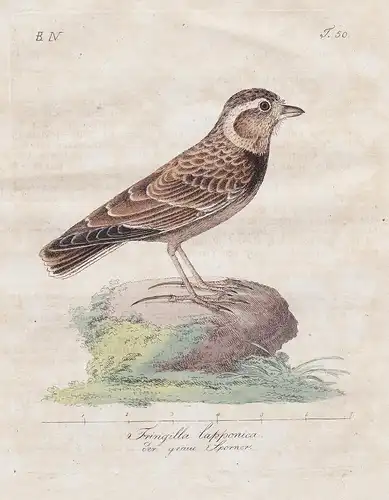 Fringilla lapponica / der graue Sporner - Lapland longspur Spornammer Vögel Vogel bird birds oiseaux Ornitholo