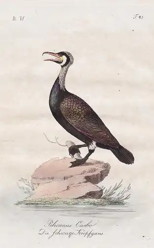 Pelecanus Carbo / Die schwarze Kropfgans - Great cormorant Kormoran Vögel Vogel bird birds oiseaux Ornithology