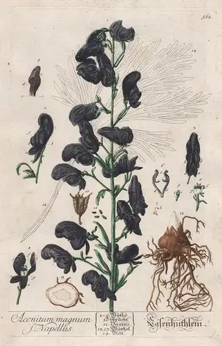 Aconitum magnum Napellus - Eisenhüthlein - Eisenhut Mönchskappe monk's-hood aconite wolfsbane Pflanze plant bo