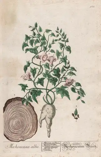 Mechoacana alba - Mechoacann Wurz - michoacana Sternwinde Winde Pflanze plant botanical botany Kräuterbuch räu