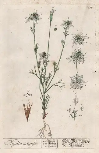 Nigella arvensis - Feld Schwarzer Kümmel - Kümmel Caraway Acker-Schwarzkümmel wild fennel flower Pflanze plant