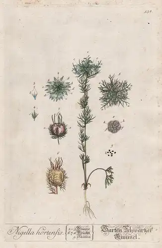 Nigella hortensis - Garten Schwarzer Kümmel - Kümmel Caraway Acker-Schwarzkümmel wild fennel flower Pflanze pl
