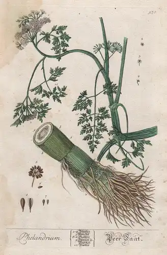 Phelandrium - Beer Saat - Phellandrium Oenanthe dropworts Pflanze plant botanical botany Kräuterbuch räuter he
