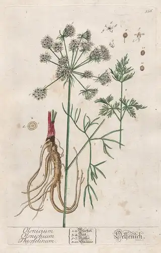 Olsnicium Olsnichium Thysseflium - Oelsernich - Peucedanum palustre milk-parsley Sumpf-Haarstrang Ölsenich Pfl
