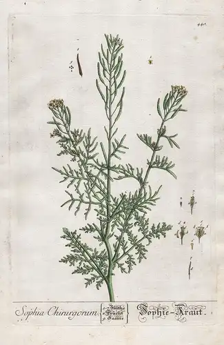 Sophia Chirurgorum - Sophie-Kraut - Besenrauke Sophienrauke Descurainia sophia Sophienkraut Pflanze plant bota